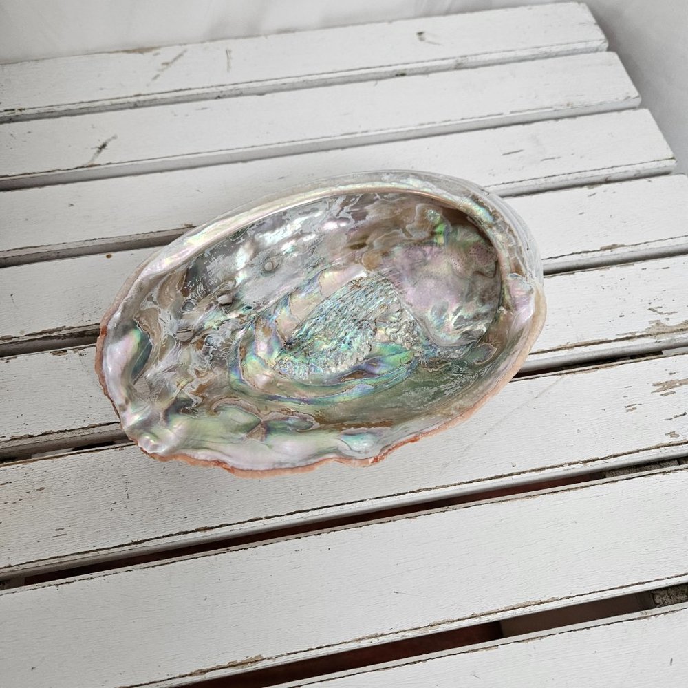 Abalone Shell